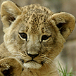 Out of the Wild Gallery